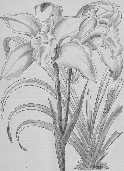 Cymbidium Eburneum
