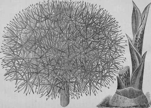 HAEMANTHUS KALBREYERI.