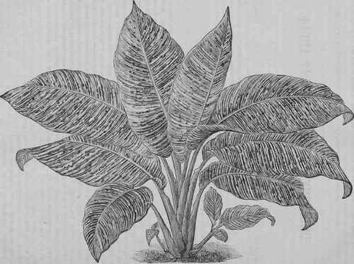 HELICONIA AUREO STRIATA.