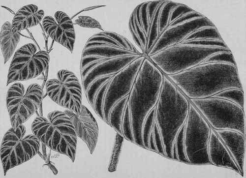 PHILODENDRON CARDERI.