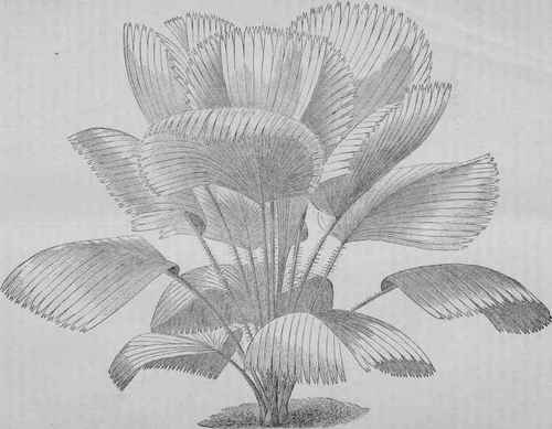 PRITCHARDIA GRANDIS.