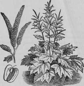RHEUM OFFICINALE.