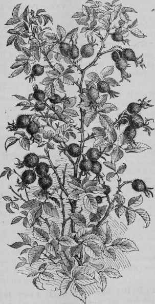 ROSA villosa.