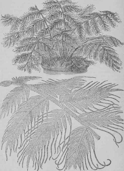 SELAGINELLA VICTORIAE.
