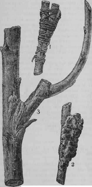 SIDE CLEFT GRAFTING.