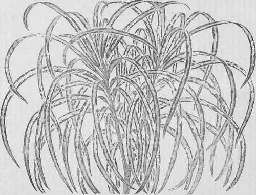 Croton elegantissimus.