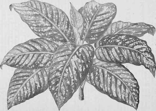 Dieffenbachia amoena