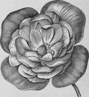 Double Begonia, Hofgartner Vetter.