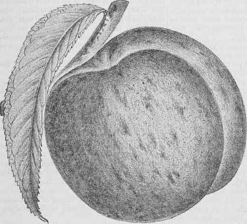 The Schumaker Peach.
