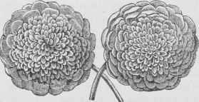 Xeranthemum annuum superbissimum.