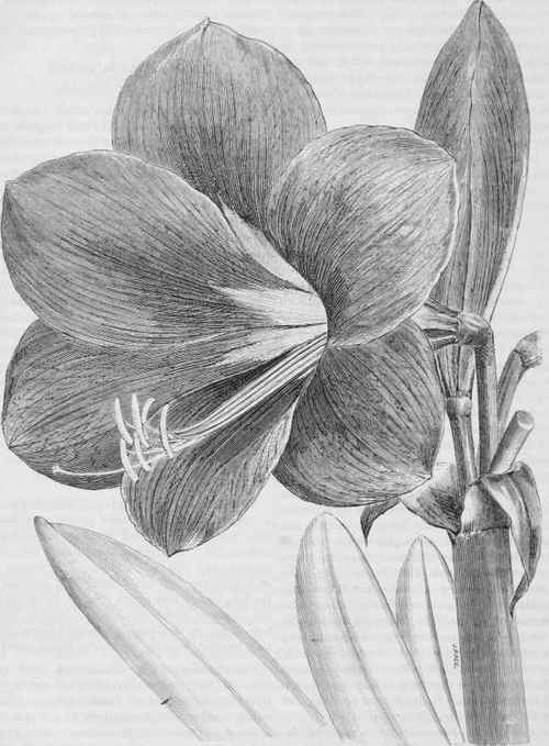 Amaryllis.