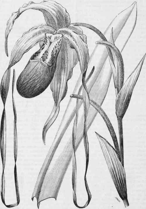 Cypripedium grande.