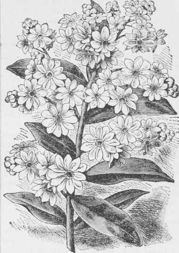 Myosotis Eliza Ganrobert.