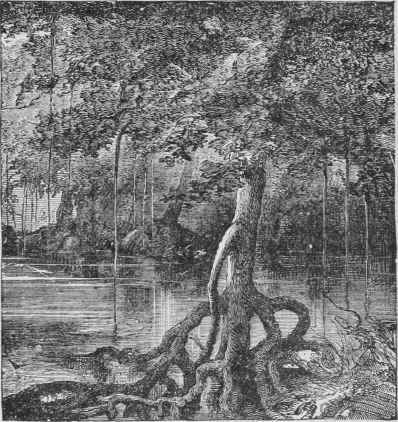 A Mangrove Forest.