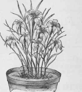 Amaryllis Atamasco.