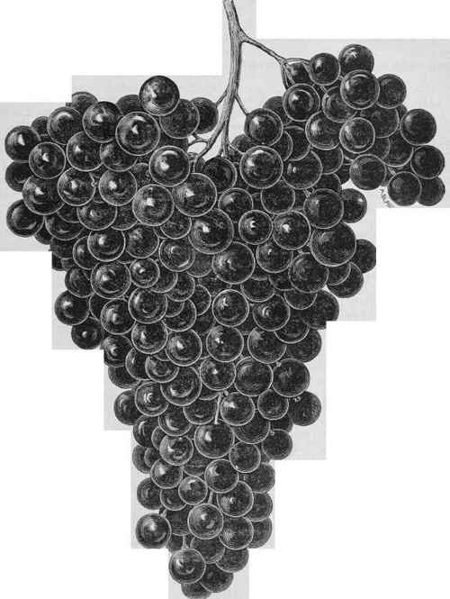Bertrand Grape.