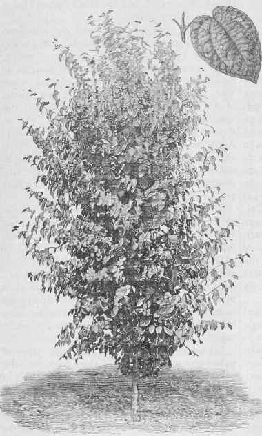 Cercidiphyllum Japonicum.