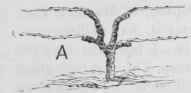 Management Of Grapevines 14