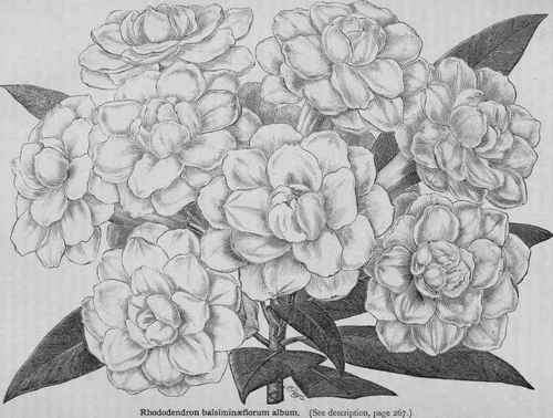 A Double Greenhouse Rhododendron 49