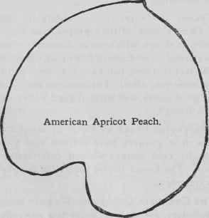 American Apricot Peach 62