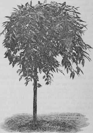 Cerasus serotina pendula.