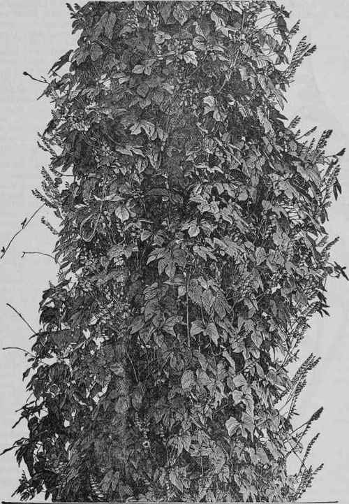 Mina lobata: Part of the plant from a photograph after nature, much reduced.
