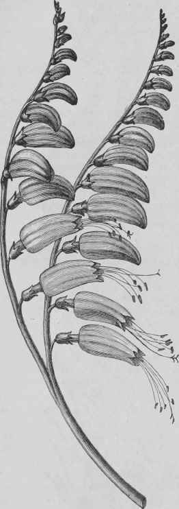 Mina lobata: portion of flower stalk. Flowers orange to red, nat. size.
