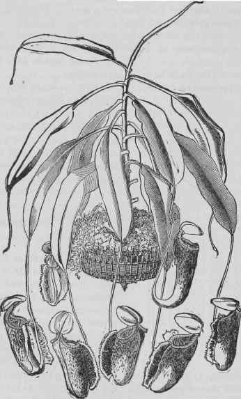 Nepenthes Rafflesiana.