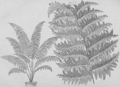 Nephrolepis rufescens, Var. tripinnatifida.