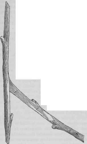 The Propagation Of Plants 42
