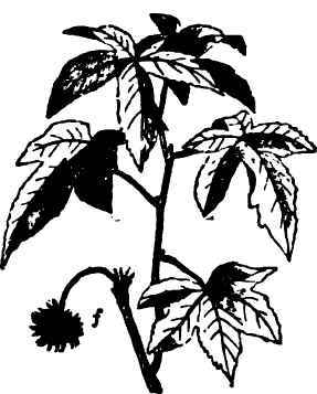 A New Shade Tree 40011