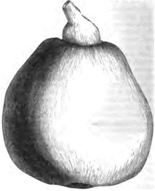 A SECKEL PEAR GROWN SOUTH.