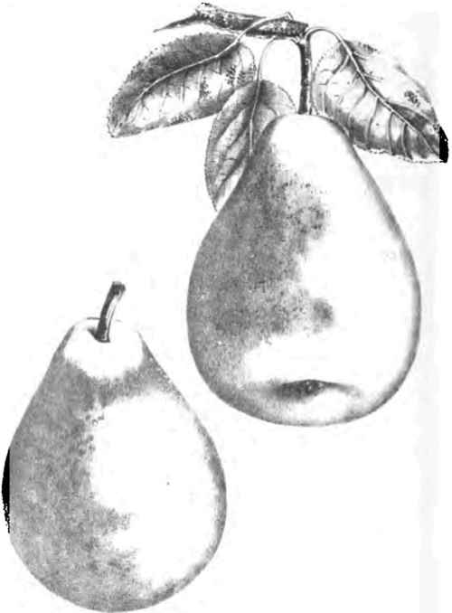 NEGLEY PEAR.