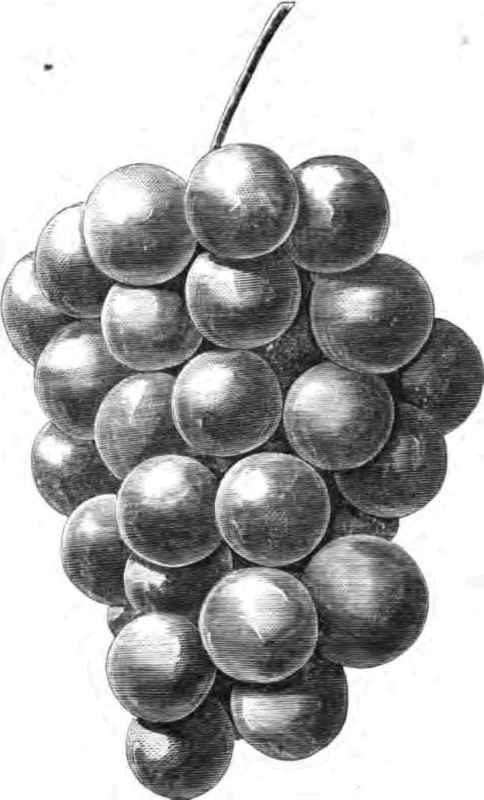 Rogers' No. 8 Grape.