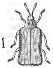 The Rosy Hispa And The Drop Worm 300142