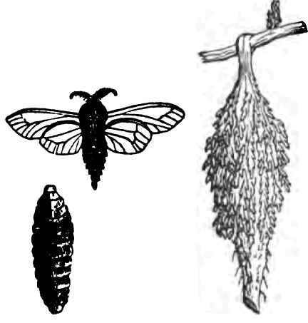 The Rosy Hispa And The Drop Worm 300143