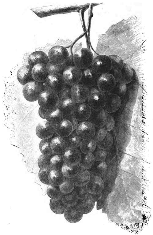 ADIRONDAC GRAPE.