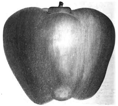 APPLE SHAPED QUINCE, (Cydonia.) Drawn and Engraved for the Horticulturist.