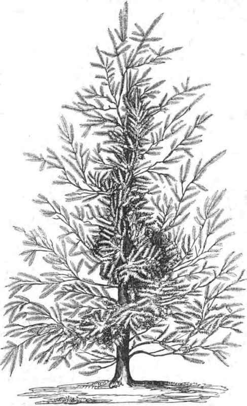 Abies Menziesii 13007