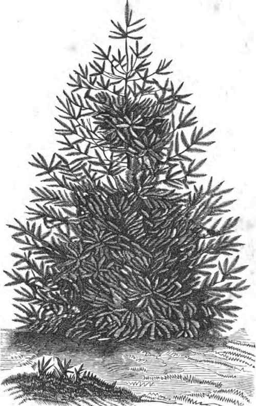 Abies Pinsapo.