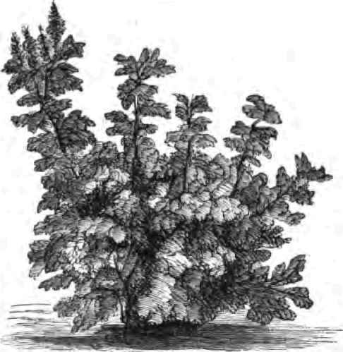 Ash Berberry.