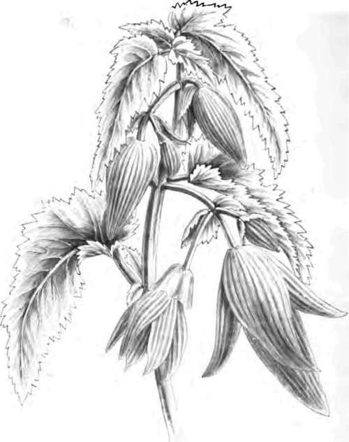 Begonia Bolivensis.