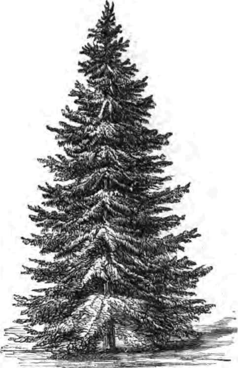 Pig. 63.   The Norway Spruce.
