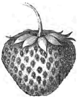 The Austin Strawberry 1500107