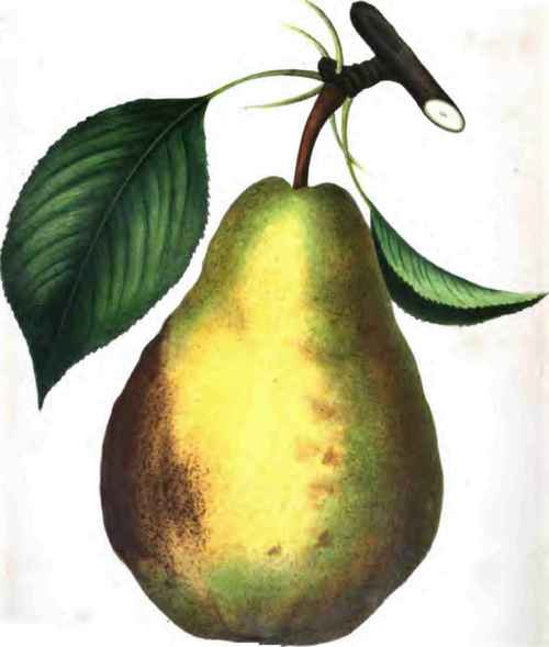The Bartlett, Or Williams' Bonchretien Pear
