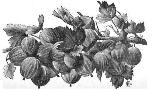 The New American Gooseberry 'Downing.'