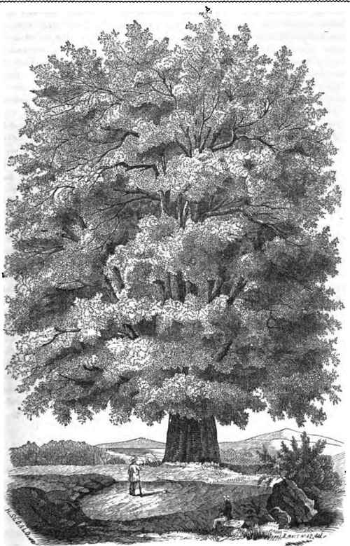 WHITE OAK.