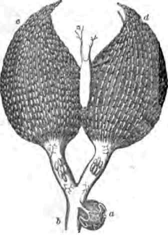 (a) Sac, containg seminal fluid, and opening into the viaduct (b), (c, d) the ovaries.