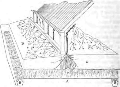 Interior Views No 6 Exotic Graperies 170044