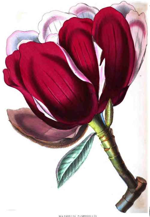 Magnolia Campbellii 140097